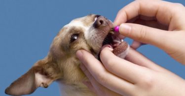 10 Human Medications that are Safe for Sick Pet