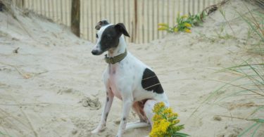 Italian Greyhound as “Companion” Pet Dog