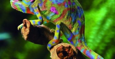 Interesting Fast and Guidelines for Chameleons as Pet