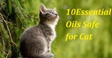 Essential Oils Safe or Toxic for Your Pet Cat