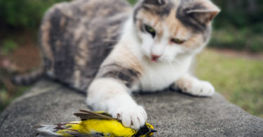 How Can Pet Cats And Birds Live Together?
