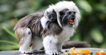 Is Cotton Top Tamarin Pet or Not