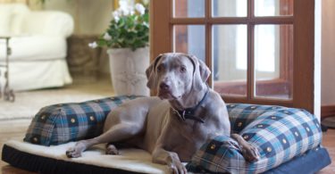 Comfy Couch designs for Pampered Pet