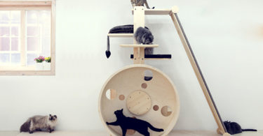 Creative Cat Perch Ideas for Cat Lovers