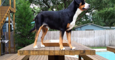 Greater Swiss Mountain Dog as Best Family Watch Dog