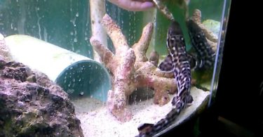 Small Sharks for Freshwater and Saltwater Home Aquariums