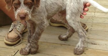 Weather Resistance German Wirehaired Dog Information