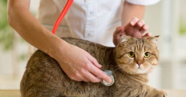 Your Pet Is Having An Emergency! What to Do To Save Life