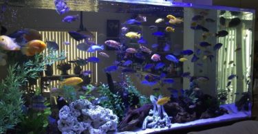 Value-Added Huge Aquarium for Fish Lovers
