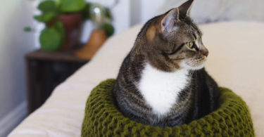 Knitted Bed that’ll keep Cat Warmth