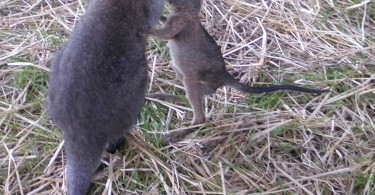 Wallaby as Pet Animal Diet and Cares