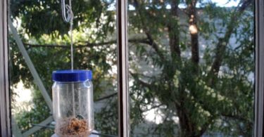 Glass and Plastic Jar as Pet Bird Feeders Designs
