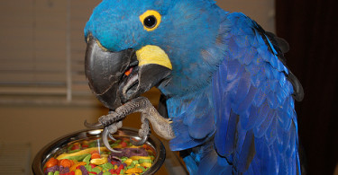 What do Parrots Eat at Home?