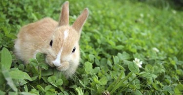 What do Rabbits like to Eat the Most?