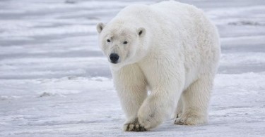 Is It Possible To Domesticate Polar Bear? – True Facts