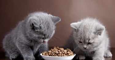 Pick Up Best Nutrients for Pet Cats- Food Tips