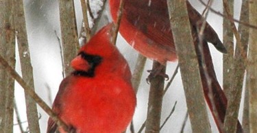 Is it right to own cardinal as pet?