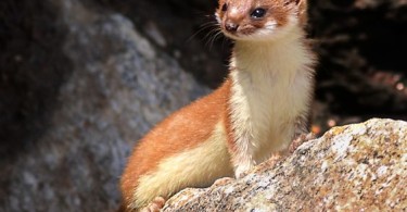 Is It Right to Keep Fearsome Weasels or Not