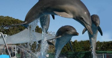 How You Can Have Dolphin as Friendly Pet