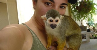 Can You Own Spider Monkey as a Pet?