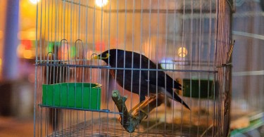 Myna Bird as Active and Curious Pet