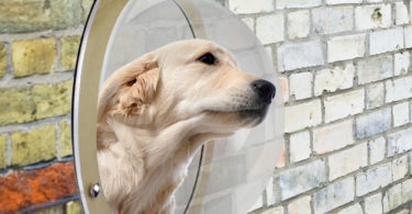 Exciting Peek Fence Window for Your Pet
