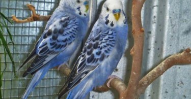 Australian Parrot Health Issues and Treatment