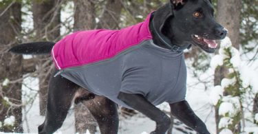 Cozy Winter Coats Make Warmer Pet on This Winter season