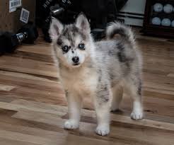 Understanding What A Pomsky Is and How To Identify Them