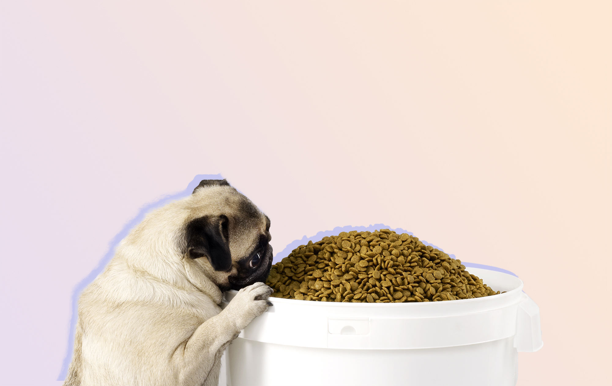 How To Know What Kind Of Dog Food Is Best